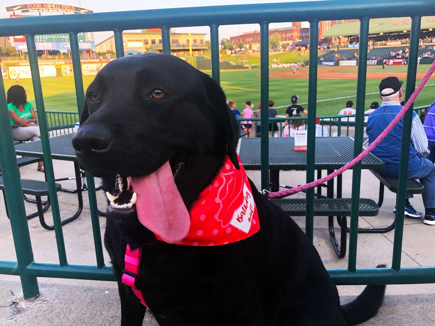 Pet Friendly South Bend Cubs Paws & Claws Nights