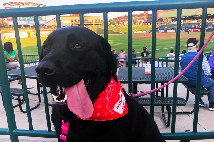 Pet Friendly South Bend Cubs Paws & Claws Nights