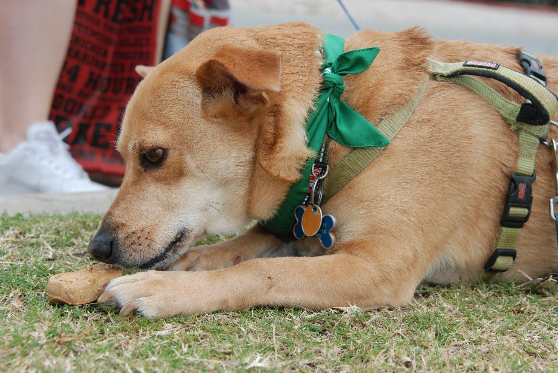 Dog Events in Austin, TX BringFido