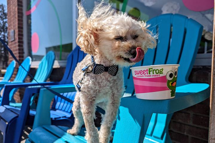 Pet Friendly sweetFrog Premium Frozen Yogurt