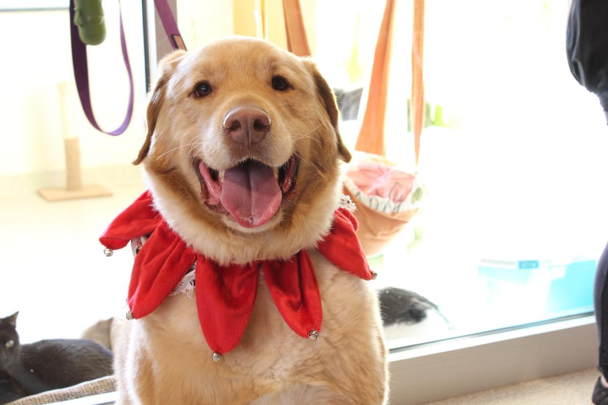 Santa Paws at Burlington County Animal Shelter