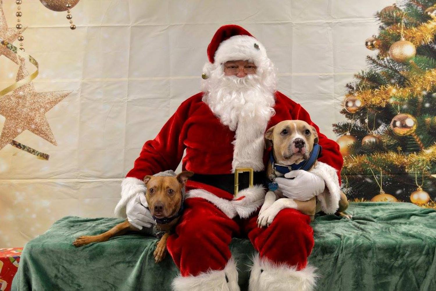 Santa Paws at Burlington County Animal Shelter Santa Paws at Burlington County Animal Shelter