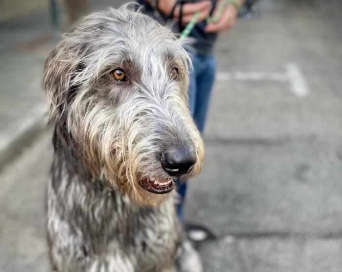 Pet Friendly 2nd Sunday on King Street