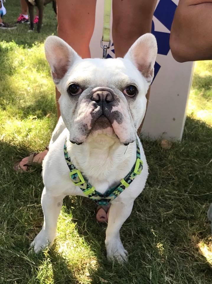 Animal shelter hosts 25th annual Barktoberfest in Gilbert