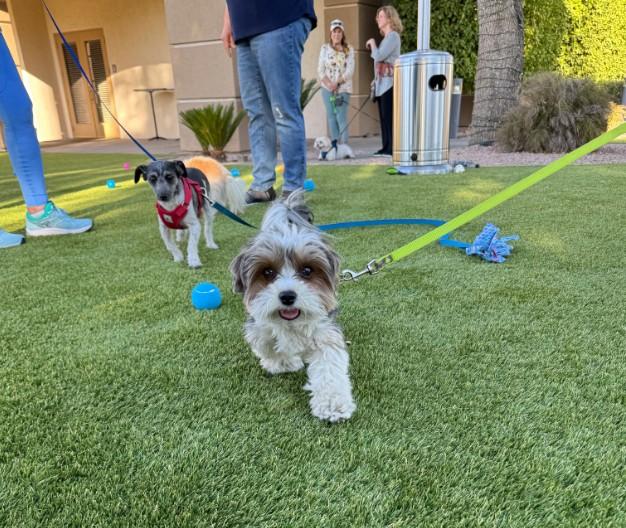 Pet Friendly Yappy Hour at IronOaks At Sun Lakes