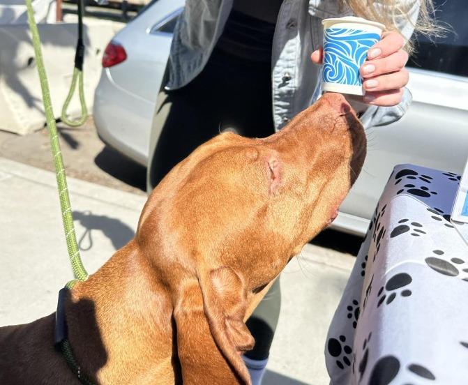 Pet Friendly Yappy Hour & Pictures at The Regal Seagull