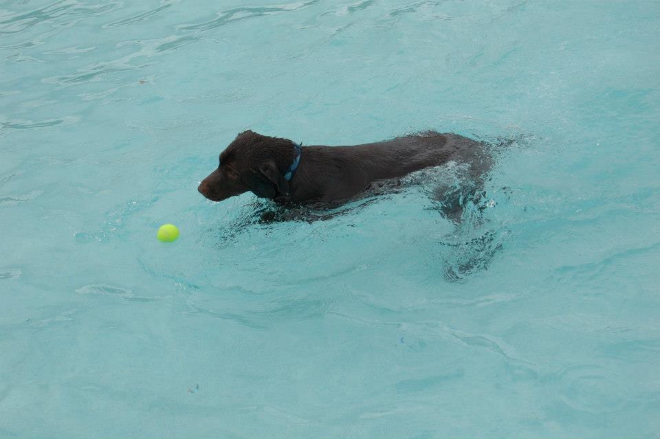 Pet Friendly Dog Day Afternoon at Whirlin’ Waters Adventure Waterpark