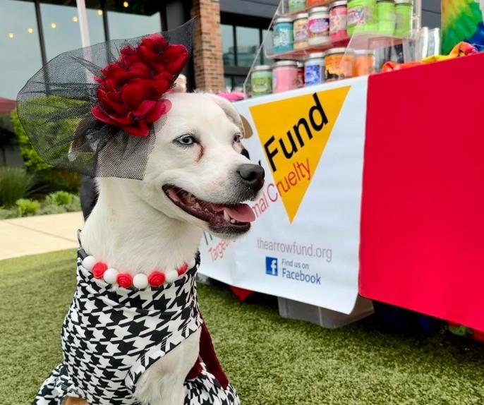 Pet Friendly Furry Derby Paw-tay