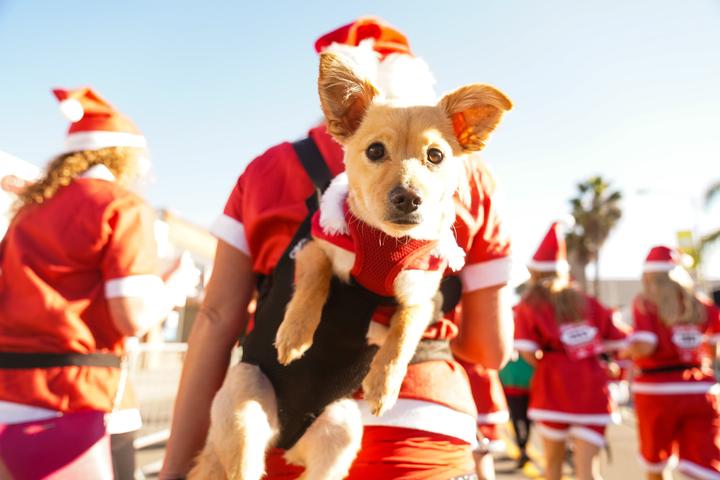 Pet Friendly San Diego Santa Run Dog One Mile