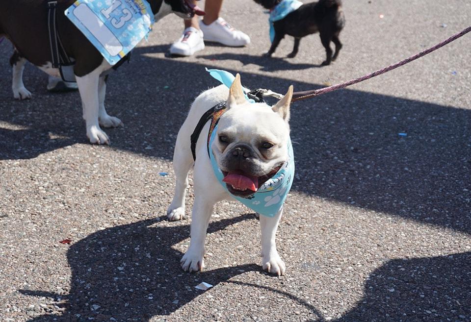Pet Friendly PeliPAWS Dog Walk/Run