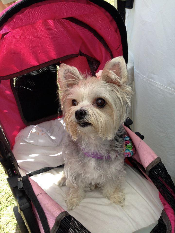 Pet Friendly Annual Punta Gorda Sullivan Street Craft Festival