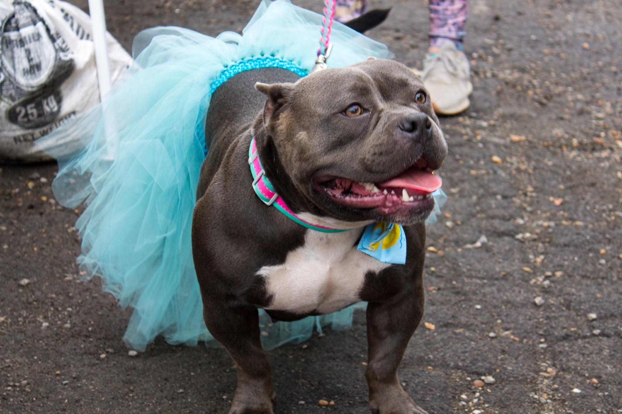 Beer Bands and Bullies — Bama Bully Rescue