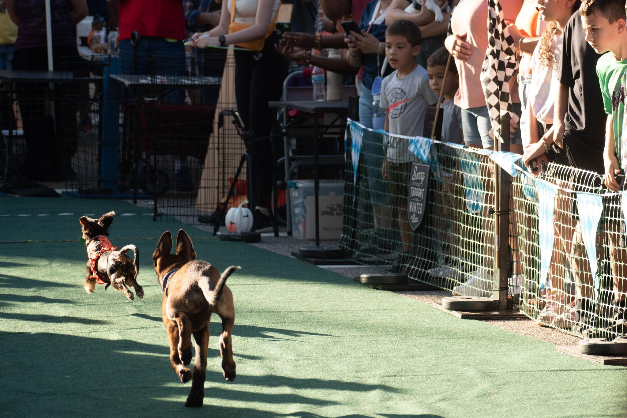 Pet Friendly Dachshund Races at Avalon Park Oktoberfest
