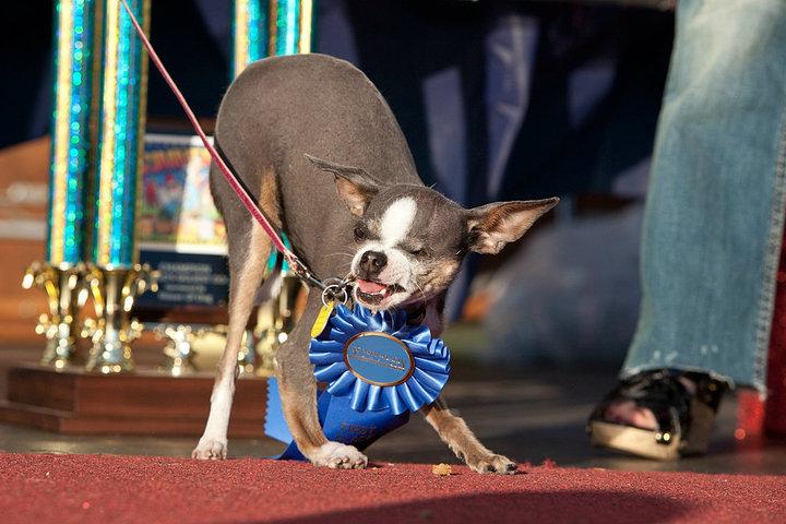 Pet Friendly World's Ugliest Dog Contest