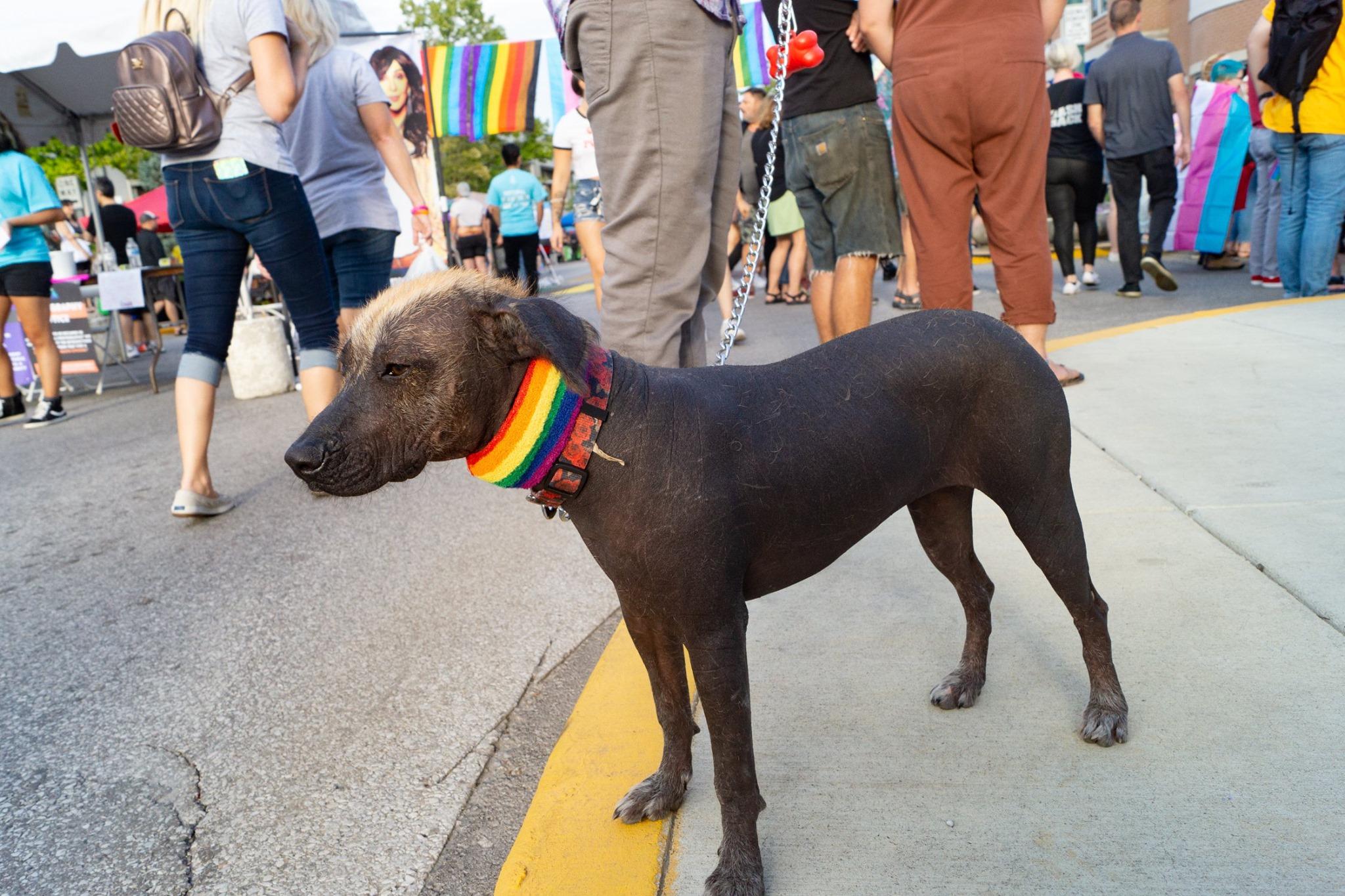Pet Friendly Bloomington Pridefest