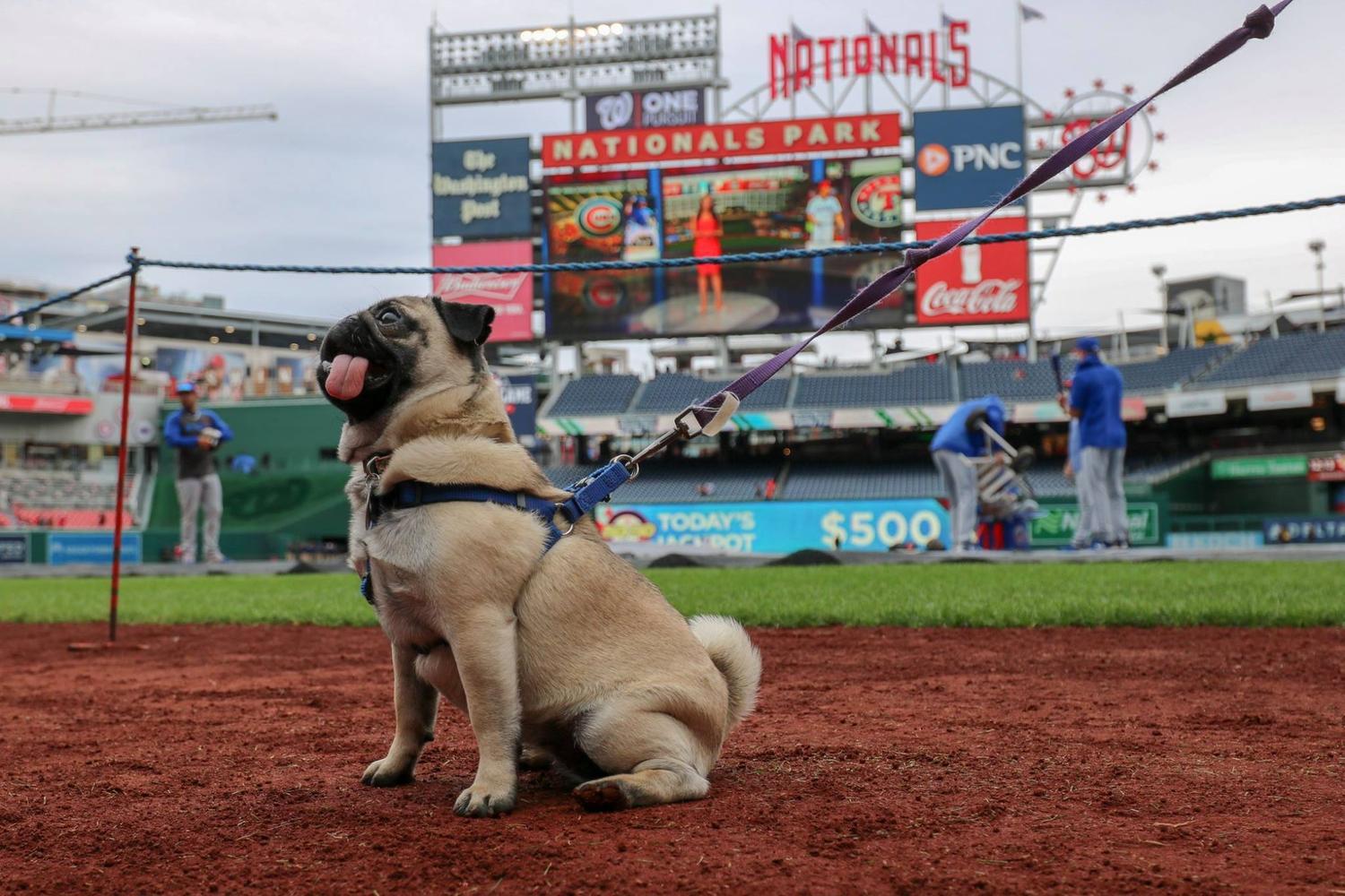 BringFido to Pups in the Park with the Washington Nationals
