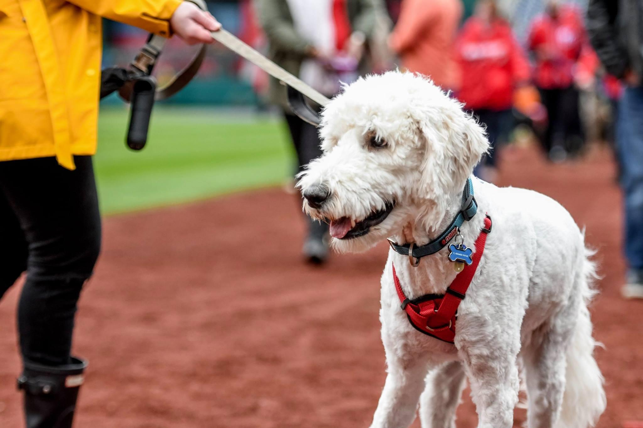 Washington Nationals host another precious Pups in the Park night