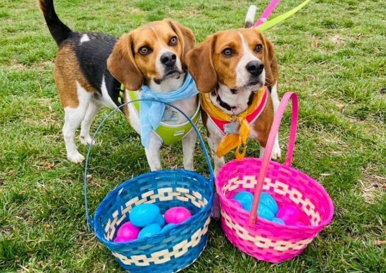 Pet Friendly Doggie Easter Egg Hunt