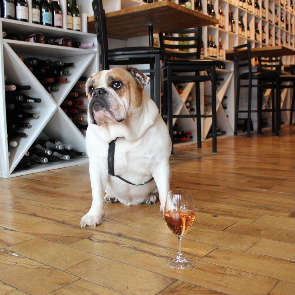 Doggie Date At Oakley Wines