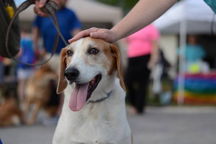 Pet Friendly Annual Pints n' Paws Craft Beer Festival