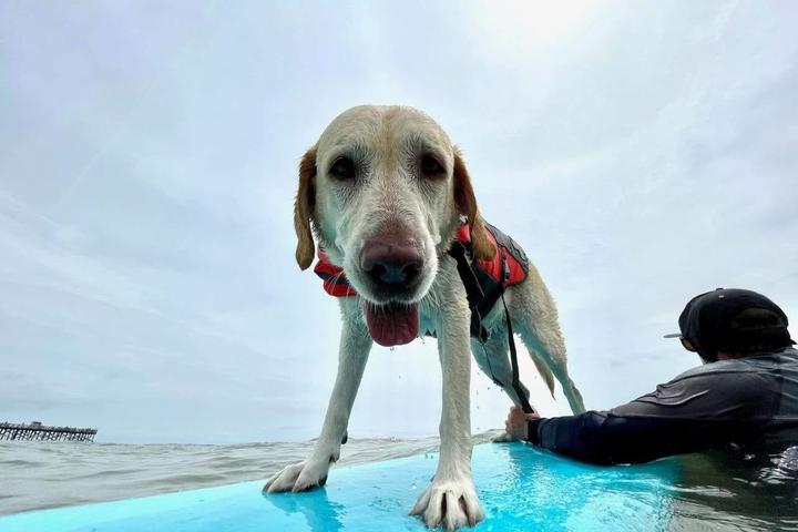 Pet Friendly Hang 8 Dog Surfing Extravaganza