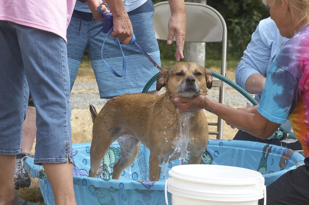 Island store dog wash