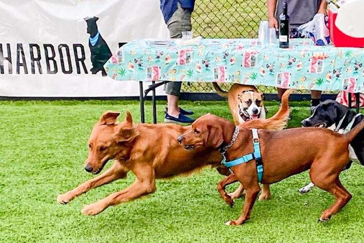 Pet Friendly Yappy Hour at Harbor Point Dog Park