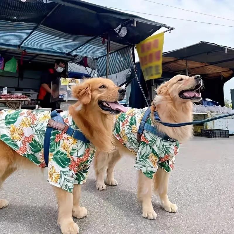 Pet Friendly Bark in the Park