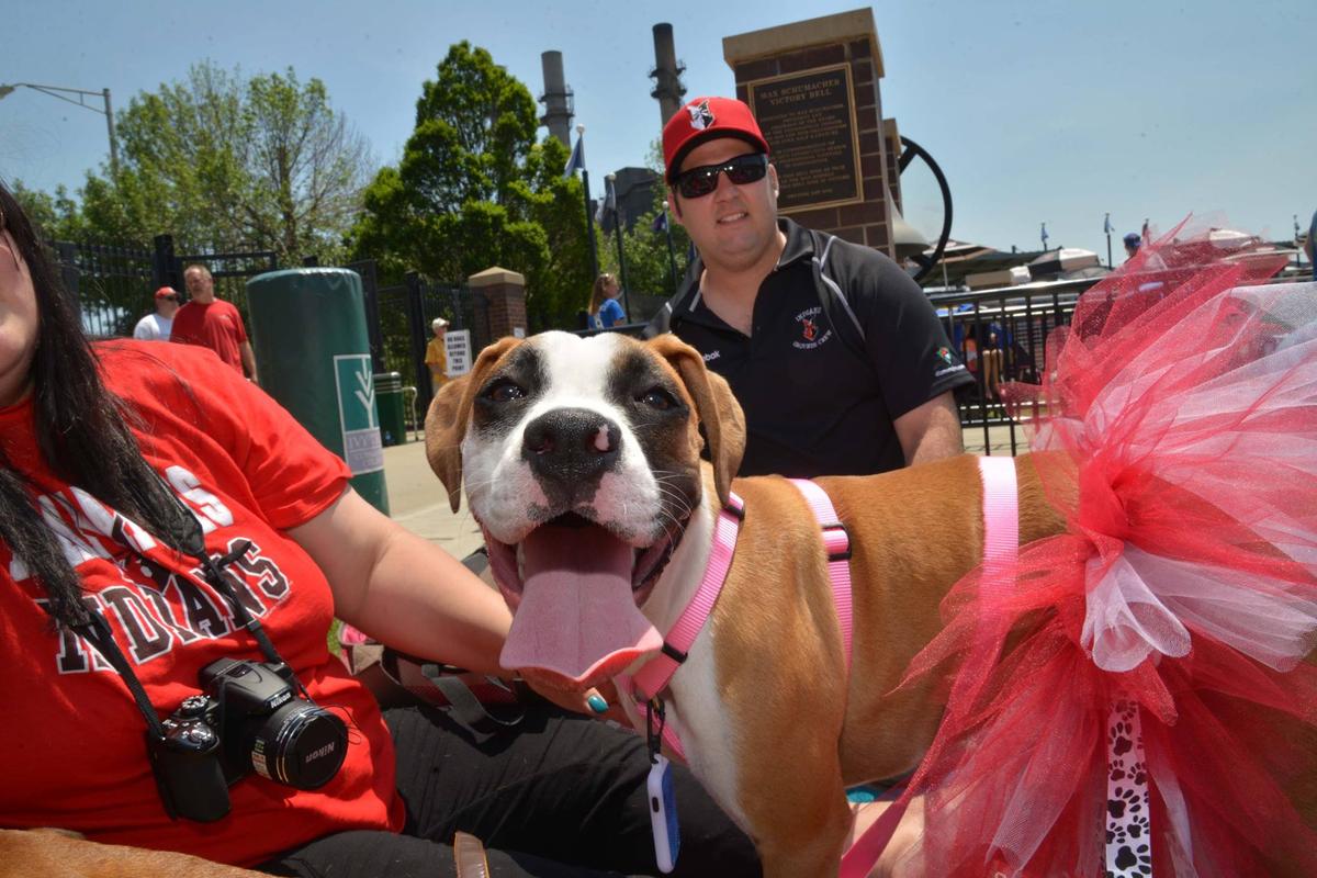 Boston Red Sox MLB Pink Dog Leash