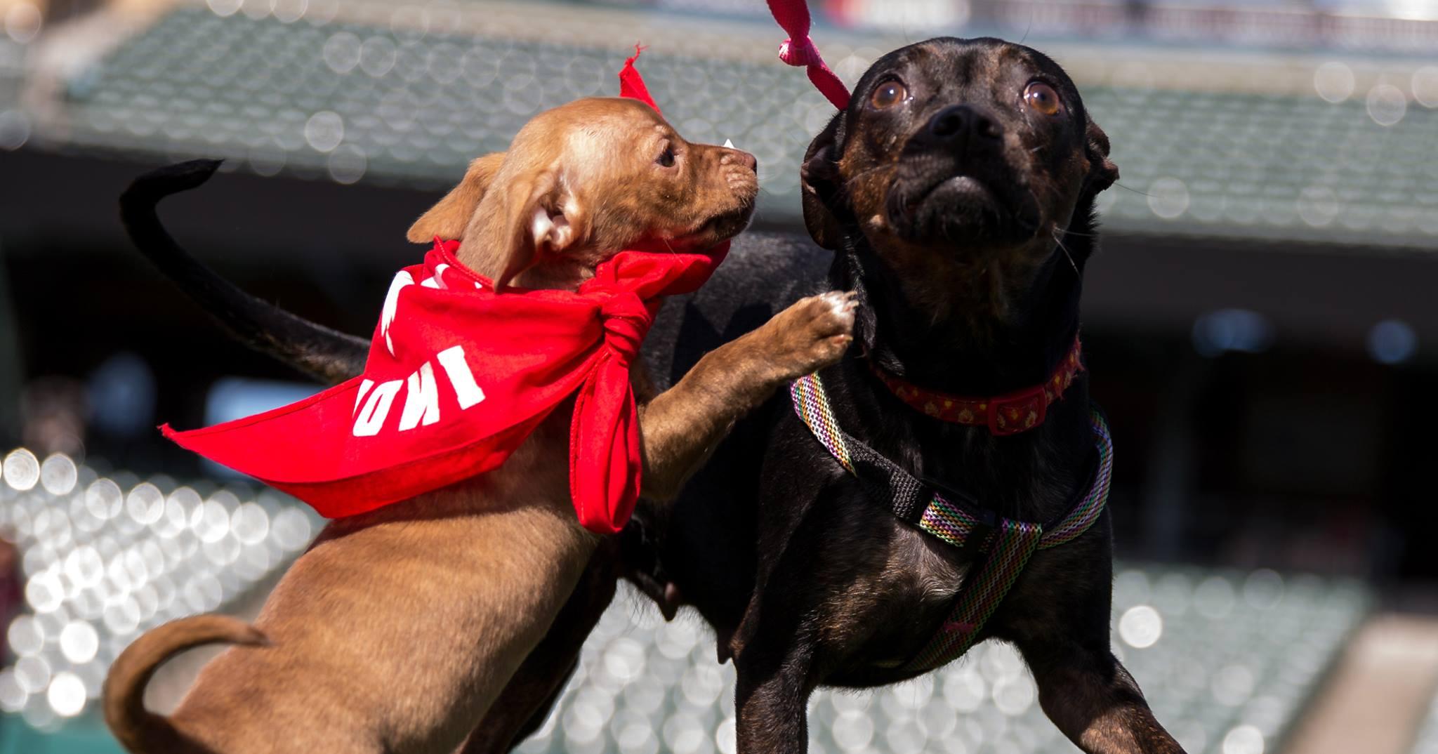 Bark to the Park Pre-Game - Indianapolis Cultural Trail