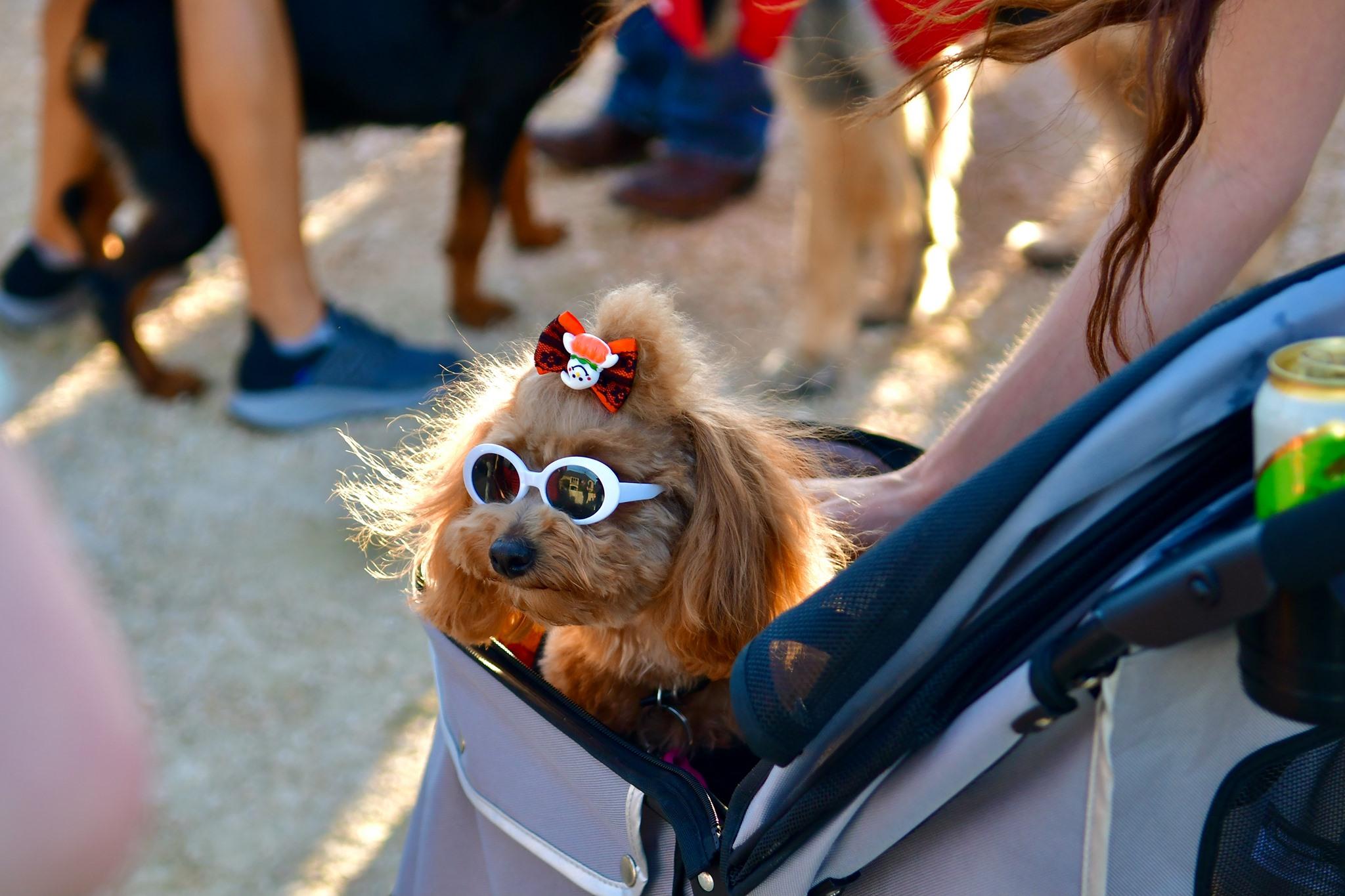 Pet Friendly Pawject Runway