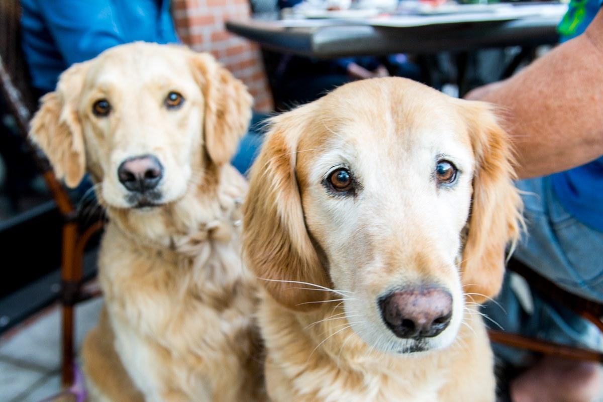 Charleston's first Halloween dog costume contest happening in