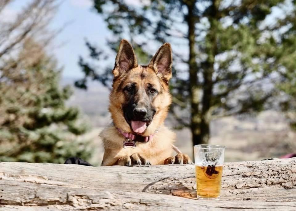 Pet Friendly Pints and Paws