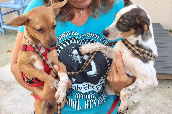 Pet Friendly Yappy Hour at Lulu's Oceanside Grill