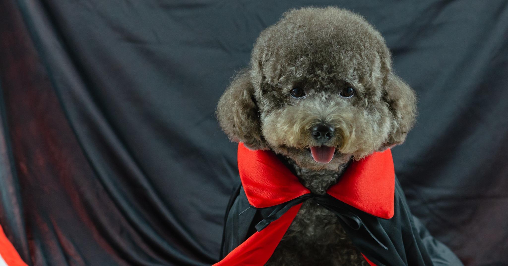 Pet Friendly Historic Howl-O-Ween