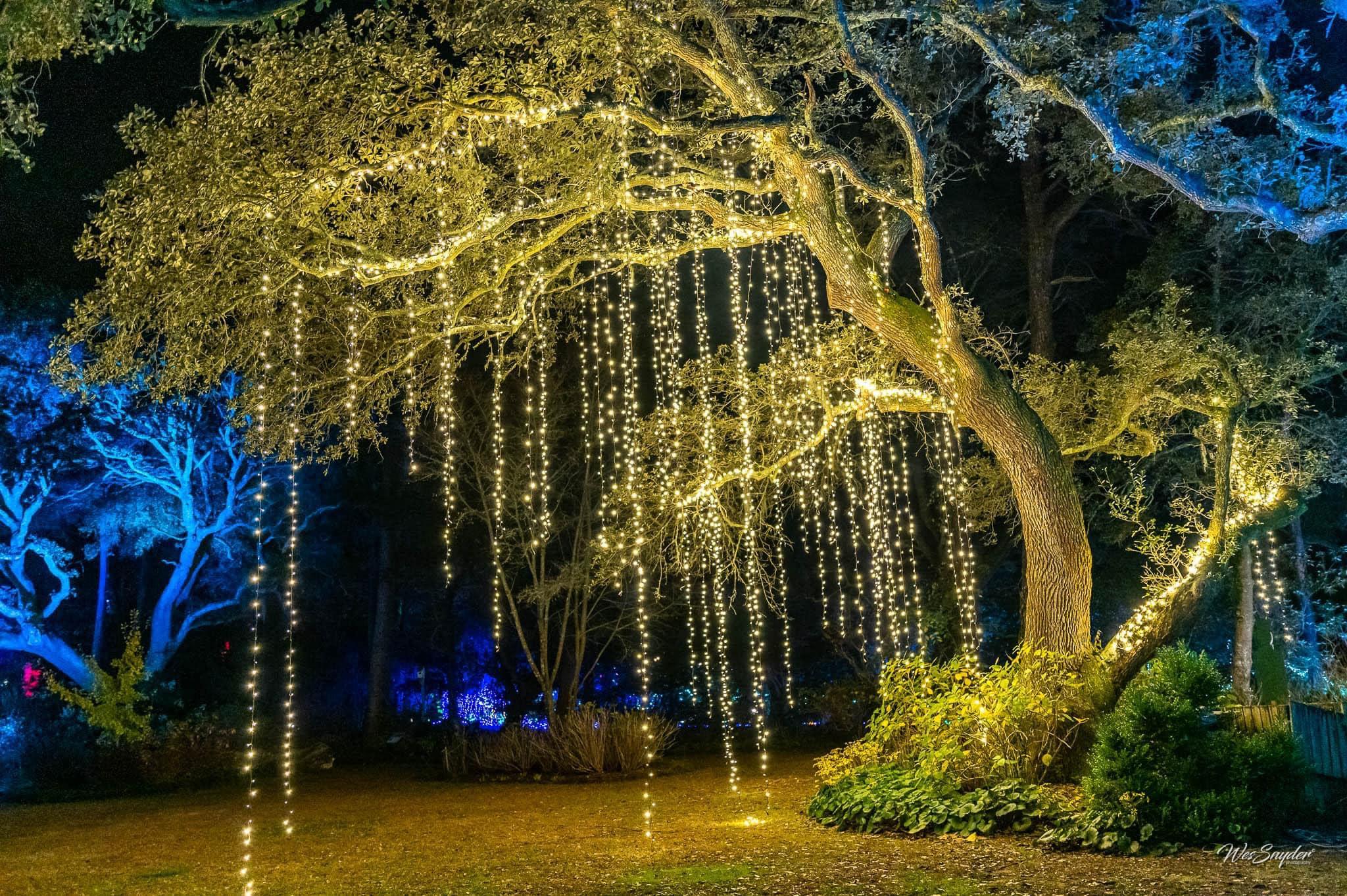 Pet Friendly WinterLights at Elizabethan Gardens