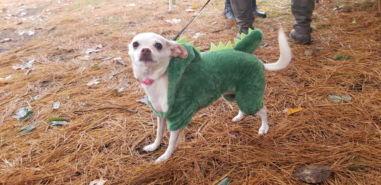 Howl-o-Ween Pet Costume Contest Parade 4th Annual — Fitchburg Dog Park