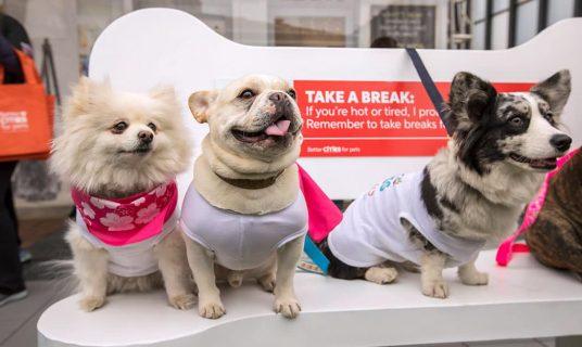 Pet Friendly National Cherry Blossom Festival