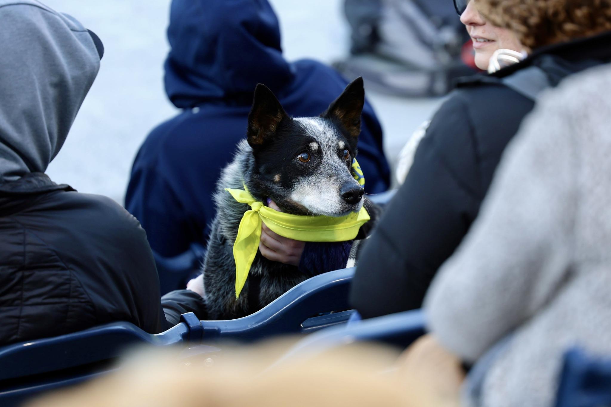 Pet Friendly Dog Day with the West Michigan Whitecaps