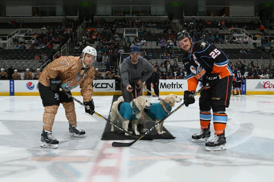 Pet Friendly Pucks & Paws - Dog Day San Jose Barracuda