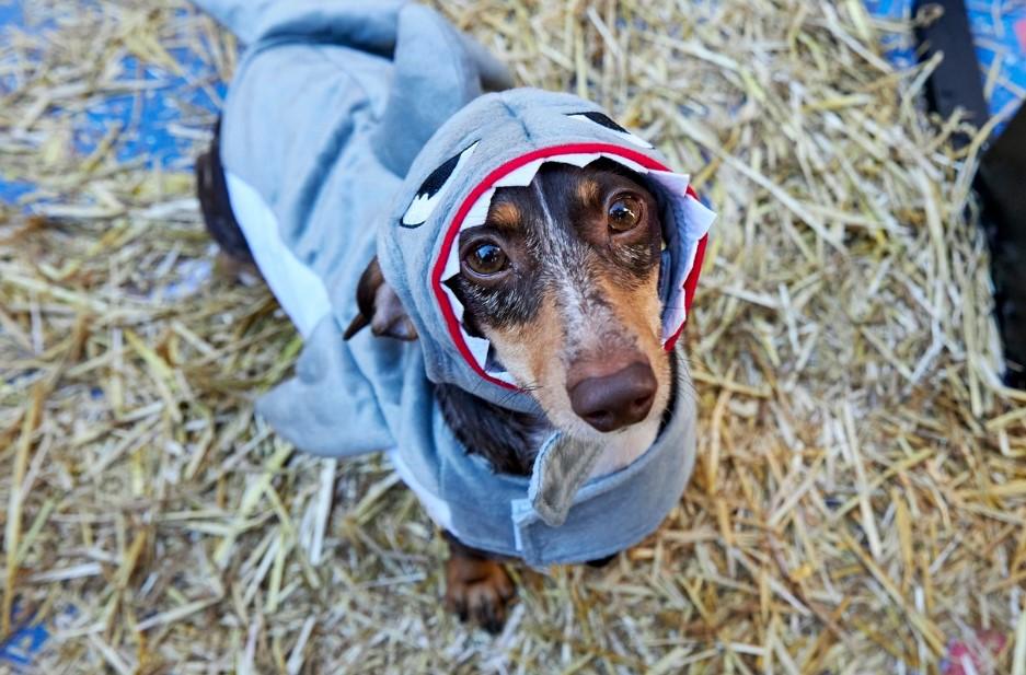 Pet Friendly HOWL-O-WEEN Dog Experience