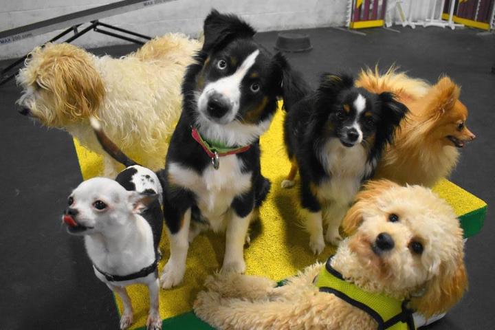 Pet Friendly Frolick Small Puppy Playgroup