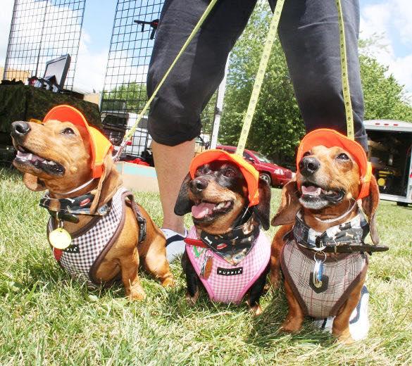 Pet Friendly Annual Maine Wienerfest