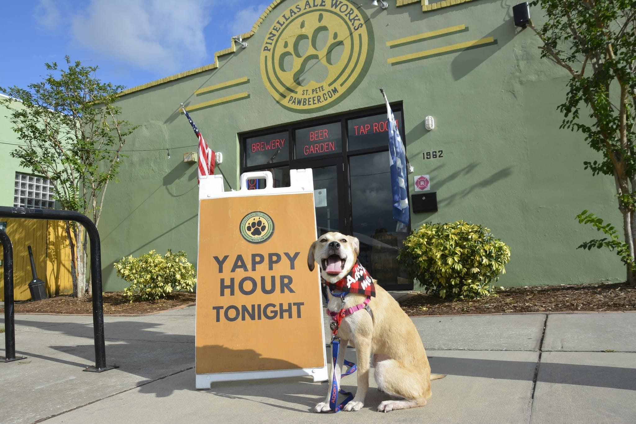 Pet Friendly Yappy Hour at Pinellas Ale Works Benefitting Safe Paws