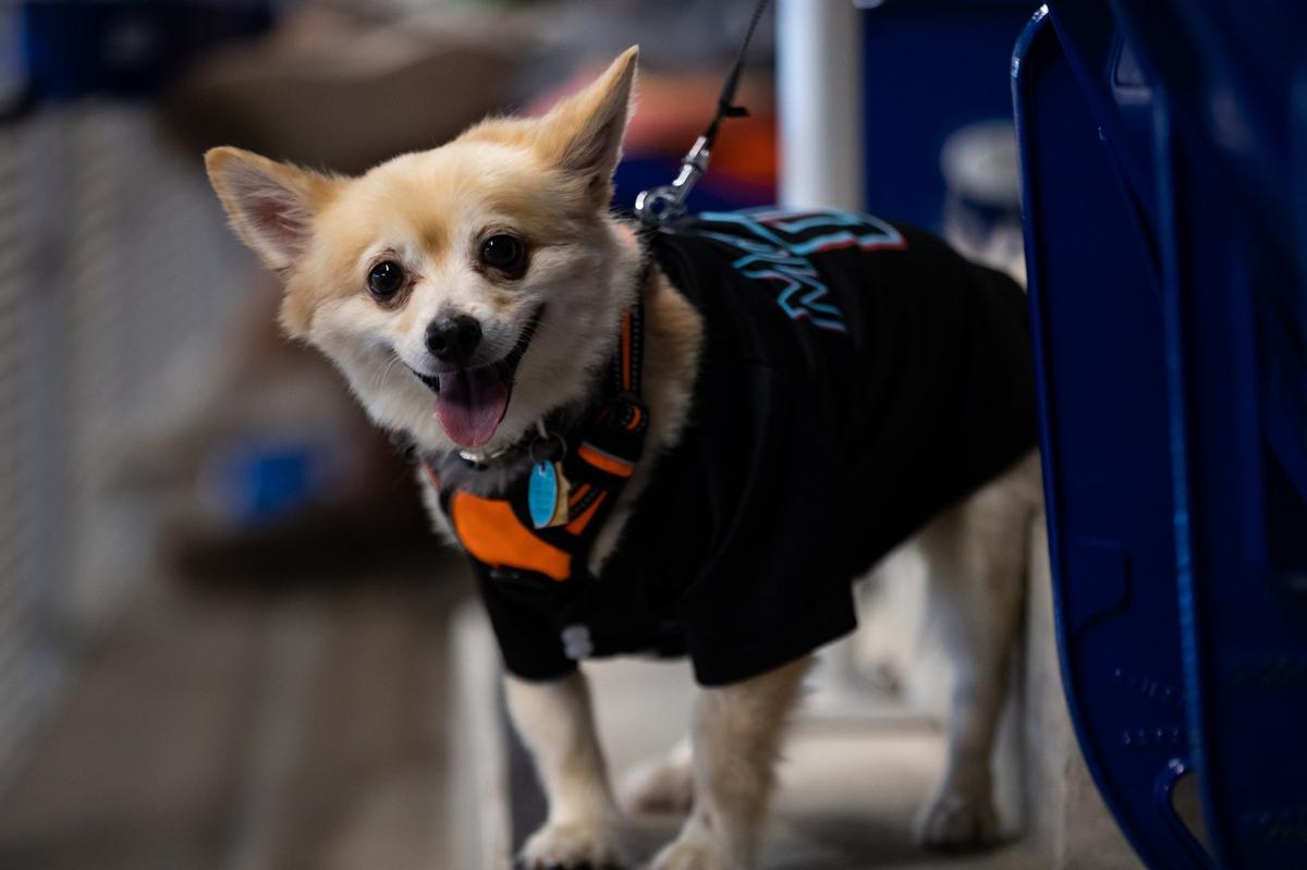 miami marlins dog jersey