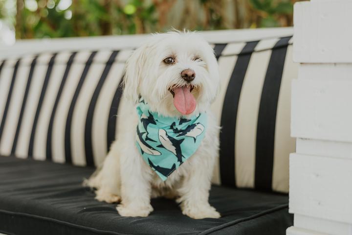 Pet Friendly Riverfront Marketplace Hosted By Style Market 305
