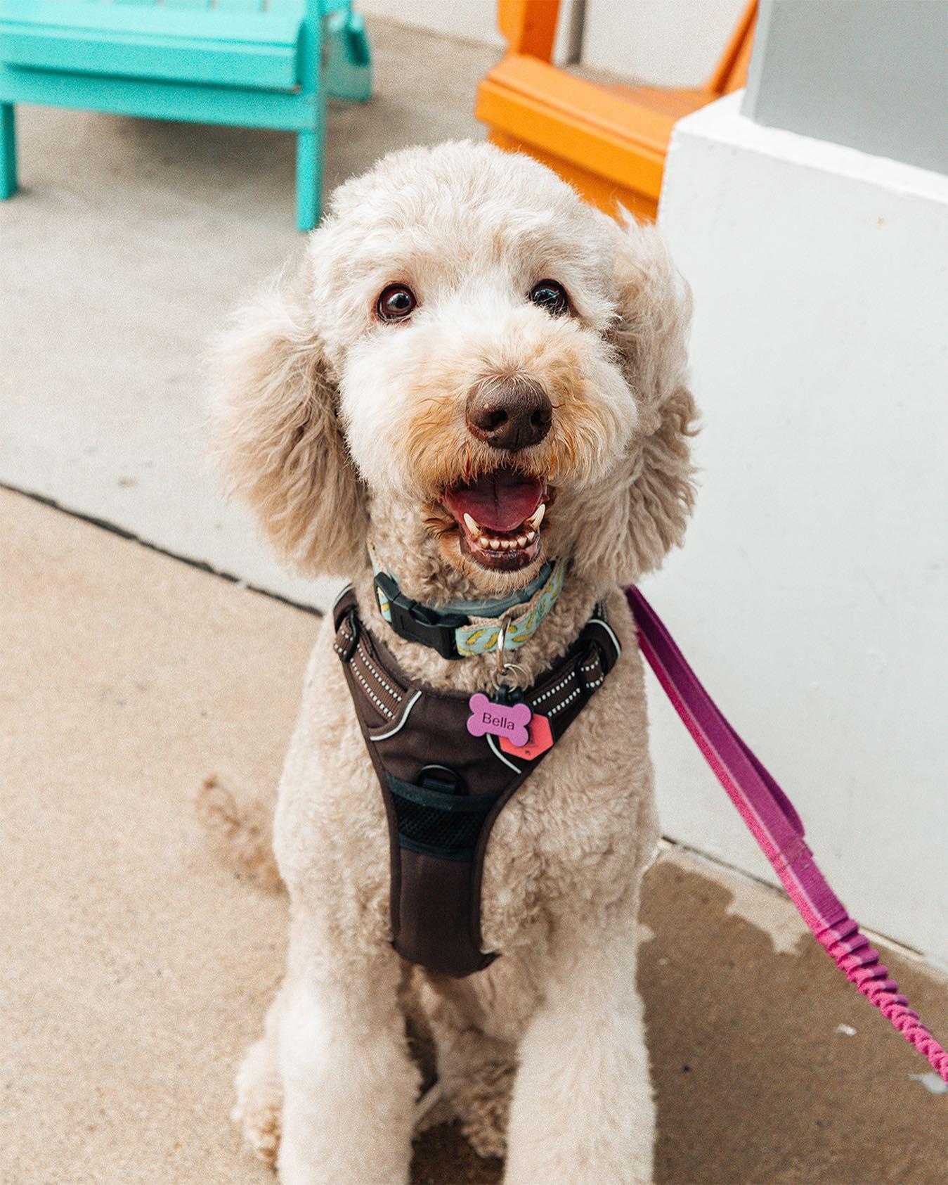 Pet Friendly Yappy Hour at Coop De Ville