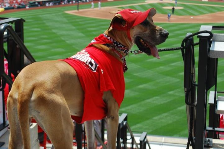 Pet Friendly Purina Pooches in the Ballpark