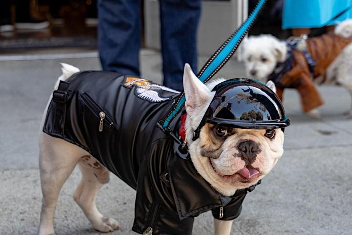 Pet Friendly Harley-ween Dog Costume Contest