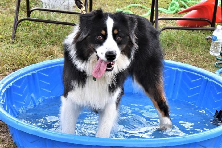 Dog Events In Connecticut Bringfido 2022 Dog Events Connecticut